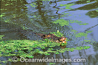 Estuarine Crocodile attacking Photo - Gary Bell