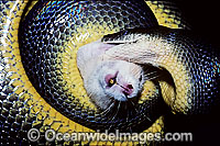 Water Pytho feeding on a rat Photo - Gary Bell