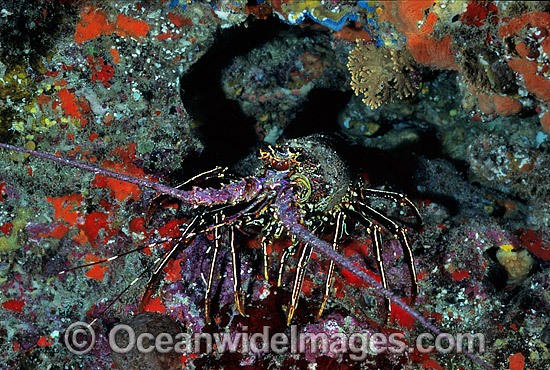 Spiny Lobster Panulirus penicillatus photo