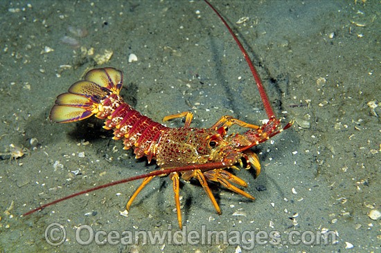 Red Spiny Lobster Jasus edwardsii photo
