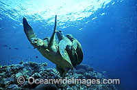 Mating Green Sea Turtles breeding Photo - Gary Bell