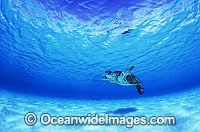 Green Sea Turtle Diamond Islets Coral Sea Photo - Gary Bell