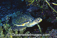 Hawksbill Sea Turtle Eretmochelys imbricata Photo - Gary Bell