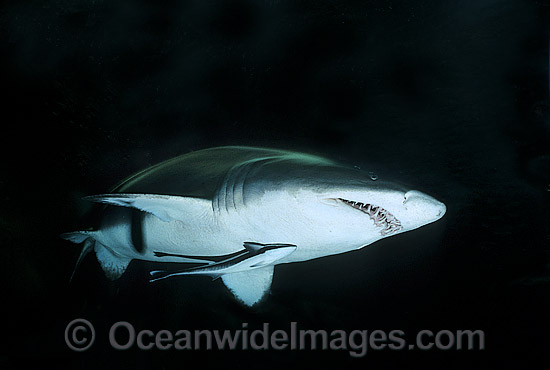 Sand Tiger Shark Carcharias taurus photo