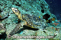 Hawksbill Sea Turtle carapace Photo - Gary Bell
