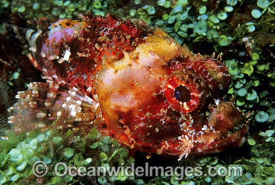 Red Scorpionfish Scorpaena cardinalis juvenile photo