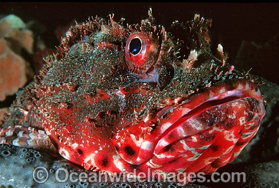 Red Scorpionfish Scorpaena cardinalis photo