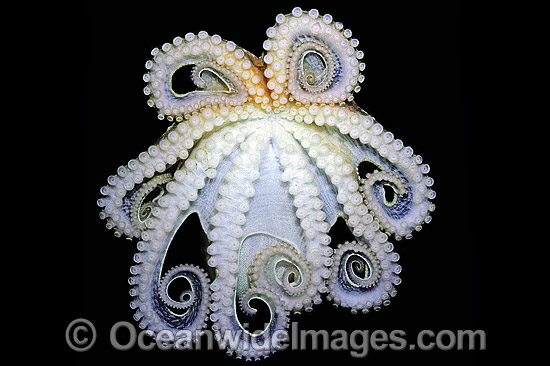 Reef Octopus underside photo