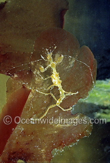 Ghost Shrimp on sea algae Skeleton Shrimp photo