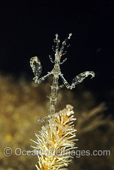 Skeleton Shrimp photo