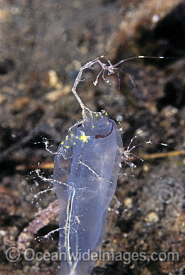 Skeleton Shrimp photo