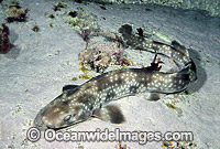 Gulf Catshark Asymbolus vincenti Photo - Rudie Kuiter