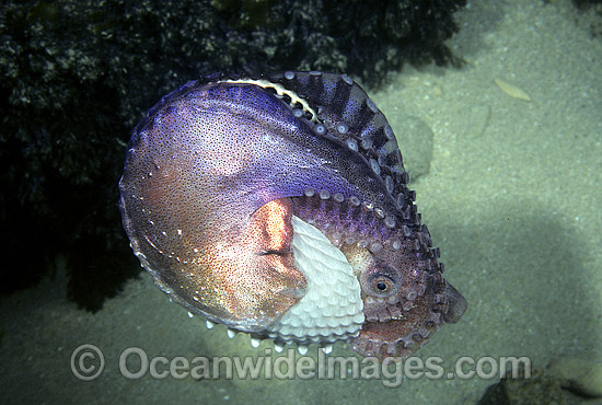 Paper Nautilus mantle covering egg chamber photo