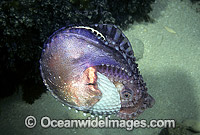 Paper Nautilus mantle covering egg chamber Photo - Rudie Kuiter
