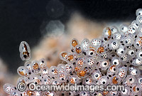 Paper Nautilus egg mass hatching stage Photo - Rudie Kuiter