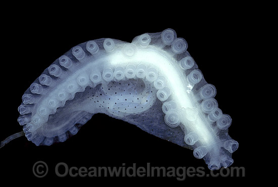 Paper Nautilus hectocotylus photo