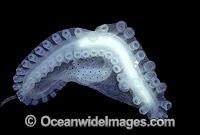 Paper Nautilus hectocotylus Photo - Rudie Kuiter