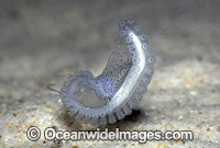 Paper Nautilus hectocotylus reproductive organ Photo - Rudie Kuiter