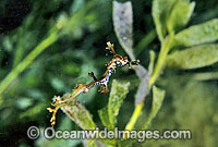 Weedy Seadragon Phyllopteryx taeniolatus Photo - Gary Bell