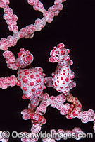 Pygmy Seahorse pair Hippocampus bargibanti Photo - Gary Bell