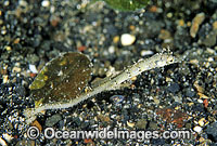Pygmy Pipehorse Acentronura species Photo - Gary Bell