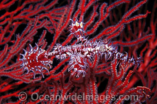 Ornate Ghost Pipefish on soft coral photo