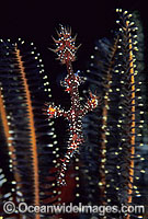 Harlequin Ghost Pipefish Solenostomus paradoxus Photo - Gary Bell