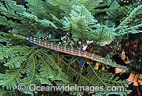Trumpetfish Aulostomus chinensis Photo - Gary Bell