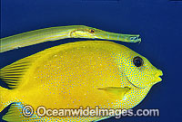 Yellow Trumpetfish and Coral Rabbitfish Photo - Gary Bell