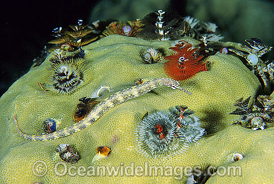 Pipefish with Christmas Tree Worms photo