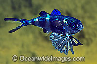 Man-of-war Fish Nomeus gronovii Photo - Rudie Kuiter