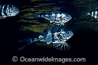 Man-of-war Fish Nomeus gronovii Bluebottle Fish Photo - Rudie Kuiter