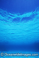 Underwater seascape sea floor Photo - Gary Bell