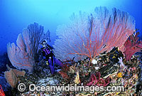 Scuba Diver and Gorgonian Corals Photo - Gary Bell