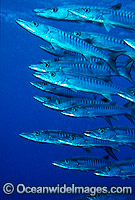 Schooling Chevron Barracuda Sphyraena qenie Photo - Gary Bell