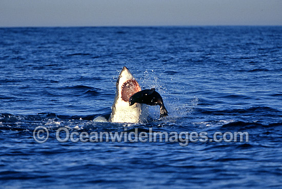 Great White Shark attacking Cape Fur Seal photo