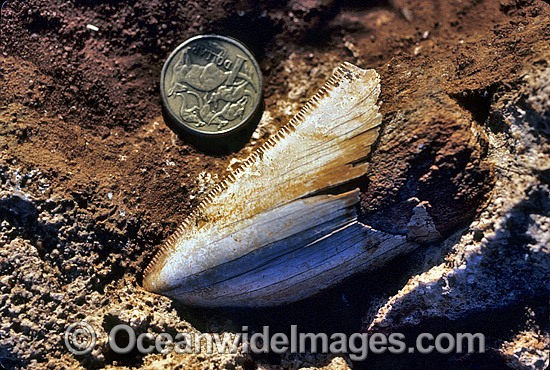 Fossil Shark tooth embedded miocene limestone photo