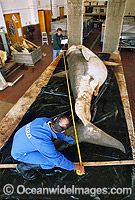 CSIRO Shark scientist measure Great White Shark Photo - Gary Bell