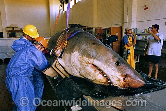 Scientists examine a large Great White Shark photo