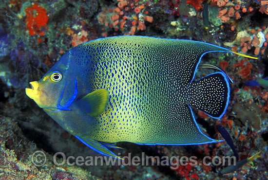 Blue Angelfish Pomacanthus semicirculatus photo