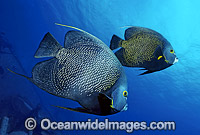 Caribbean Angelfish Pomacanthus paru Photo - Gary Bell