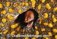 Green Moray Eel in sponge Photo - Gary Bell