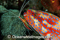 Shrimp cleaning Coral Grouper Photo - Gary Bell