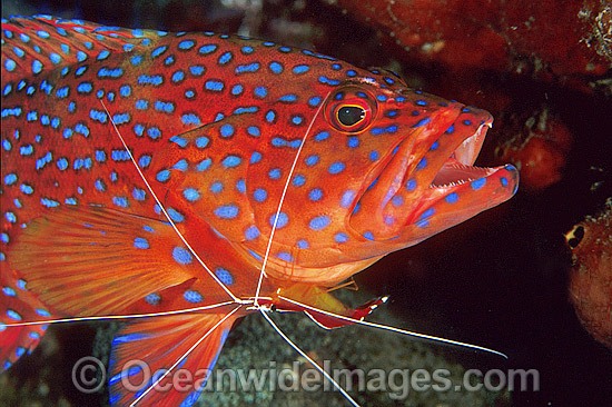 Cleaner Shrimp cleaning Coral Grouper photo