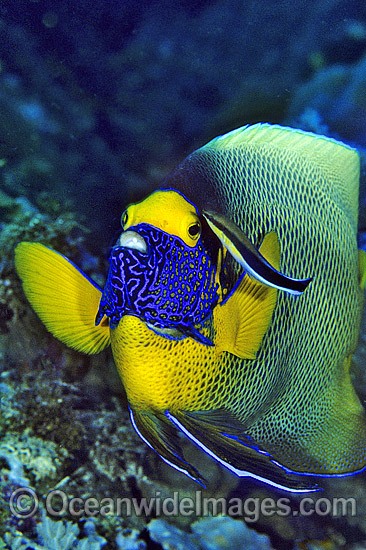 Cleaner Wrasse cleaning Blue-face Angelfish photo
