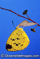 Grass-yellow Butterfly emerging from pupa Photo - Gary Bell