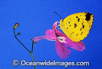 Grass-yellow Butterfly Eurema hecabe Photo - Gary Bell