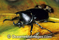 Rhinoceros Beetle Xylotrupes gideon Photo - Gary Bell