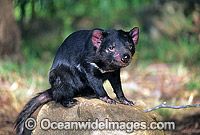 Tasmanian Devil Sarcophilus harrisii Photo - Gary Bell