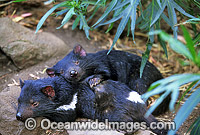 Tasmanian Devils Sarcophilus harrisii Photo - Gary Bell